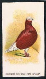 Long-Faced Red Bald-Head Tumbler